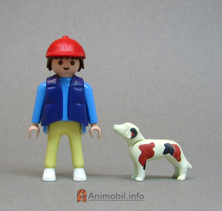 Beagle Tricolor