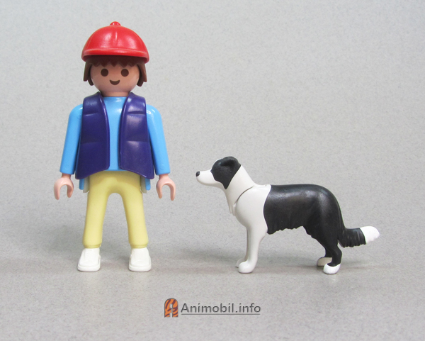 Border Collie Standing 2