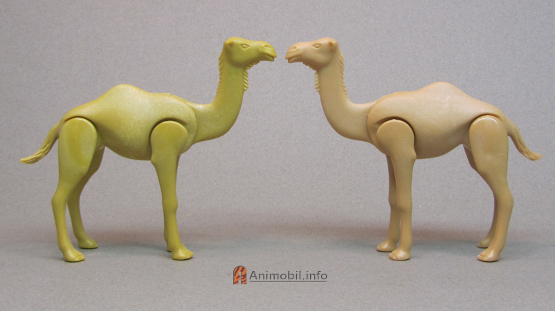 Camel Dromedary