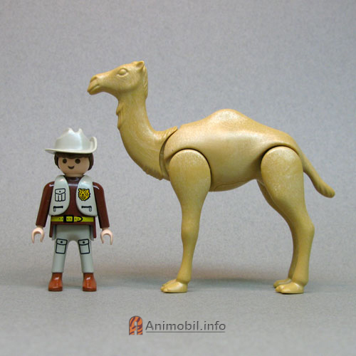 Camel Dromedery 2