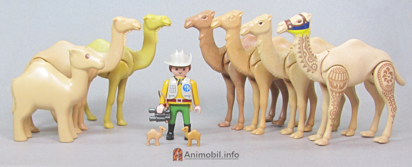 Camels
