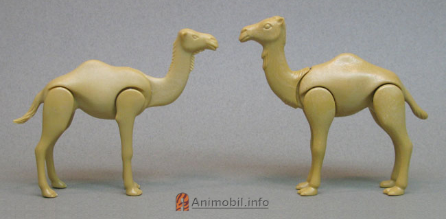 Camel Dromedary
