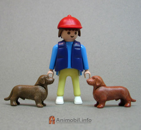 Dachshund