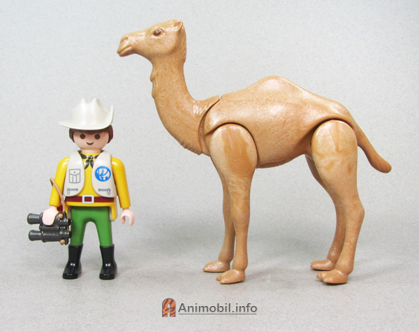 Camel Dromedary 5