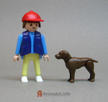German Shorthair Pointer Brown