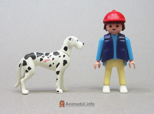 Great Dane Harlequin