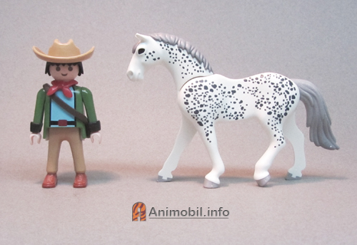 Horse Appaloosa