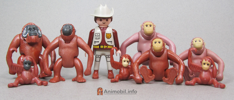 Orangutans