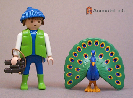 Peacock Tail Up