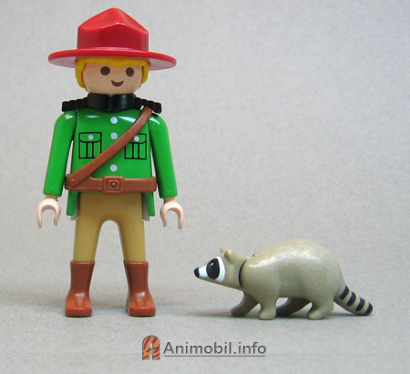 Raccoon