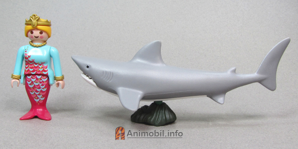 Shark 6
