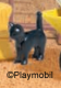 Cat Standing Black 3
