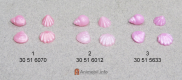 Seashells Set Pink 3