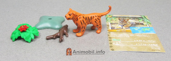 Tiger Kitten Orange 3