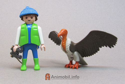 Vulture Grey with Brown Wings Out 