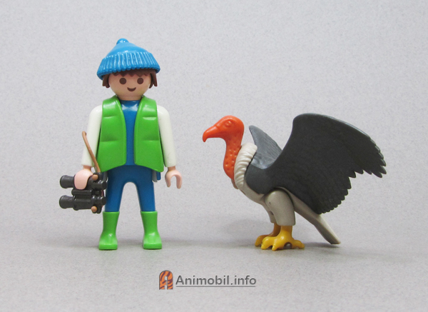 Vulture Wings Out Yellow Feet